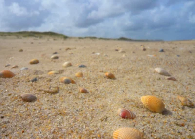 Muscheln am Strand von Sylt